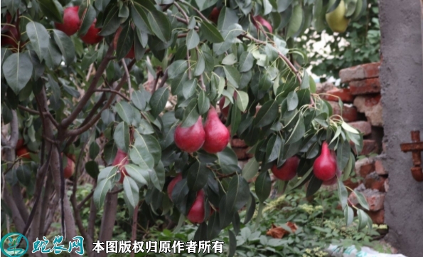 红啤梨苗价格多少钱一株？2023年3...