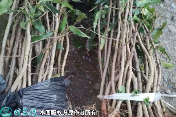 皱皮木瓜苗价格多少钱一株？2023年...