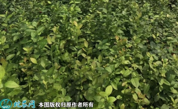 蓝丰蓝莓苗价格多少钱一株？2023年...
