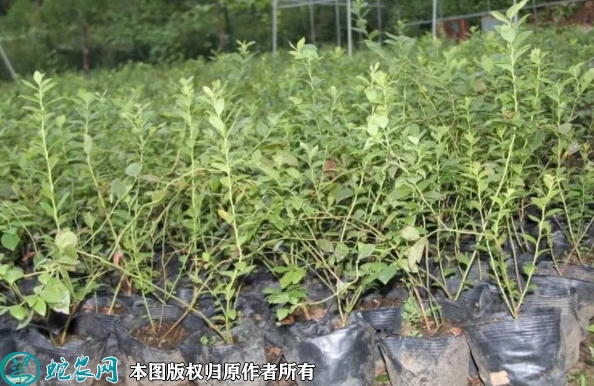 薄雾蓝莓苗价格多少钱一株？2023年...