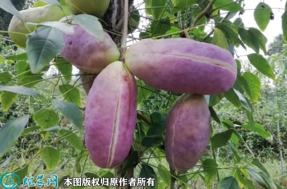 八月瓜苗价格多少钱一株？2023年3...