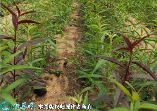 秋彤桃苗价格多少钱一株？2023年3...