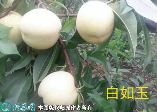 白如玉桃苗价格多少钱一株？2023年...