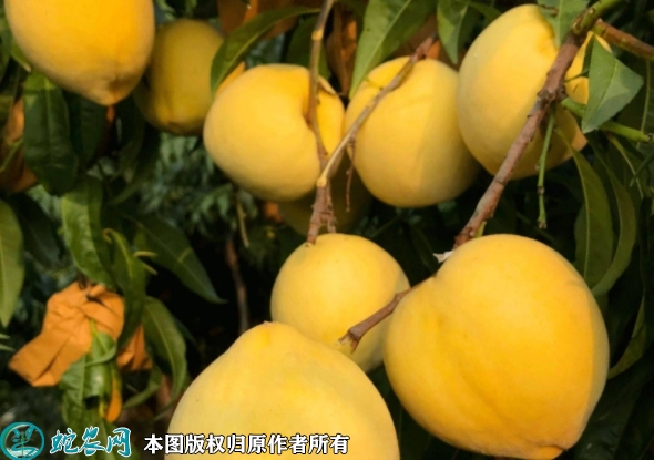 锦绣黄桃苗价格多少钱一株？2023年...