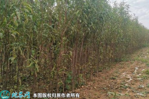 山桃苗价格多少钱一株？2023年3月...