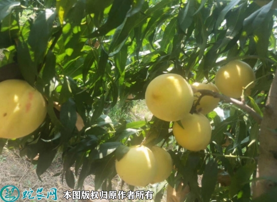黄金蜜4号桃苗价格多少钱一株？202...
