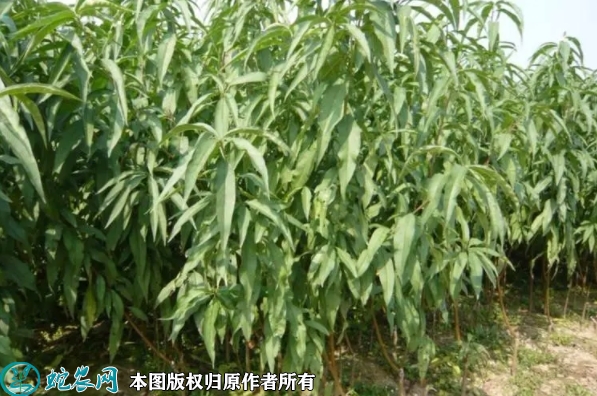 水蜜桃苗价格多少钱一株？2023年3...