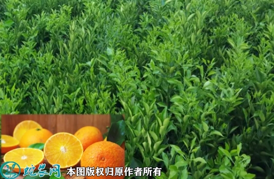 红美人柑桔苗价格多少钱一株？2023...