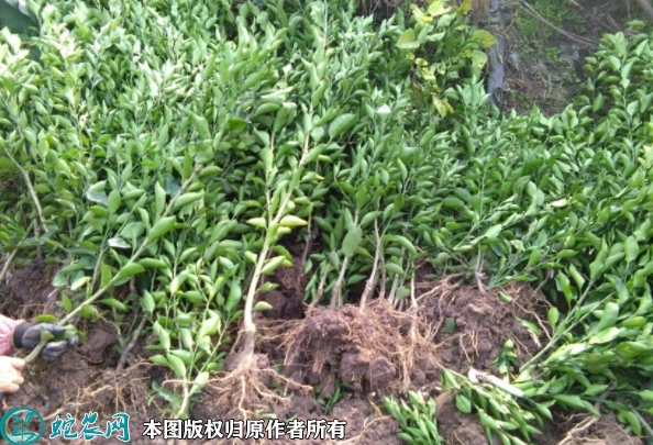 耙耙柑苗价格多少钱一株？2023年3...