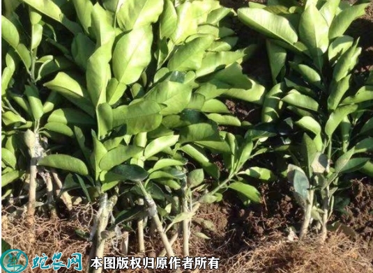 黄金贡柚苗价格多少钱一株？2023年...