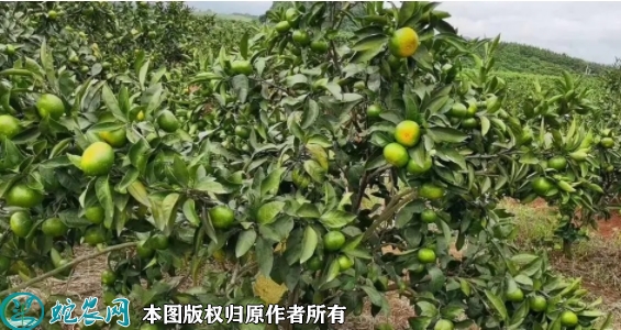 大分一号柑桔苗价格多少钱一株？202...
