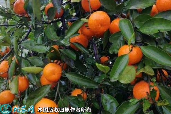 蜜桔苗价格多少钱一株？2023年3月...