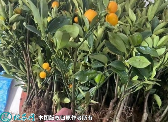 脆蜜金柑苗价格多少钱一株？2023年...