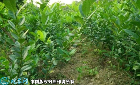 青柠檬苗价格多少钱一株？2023年3...