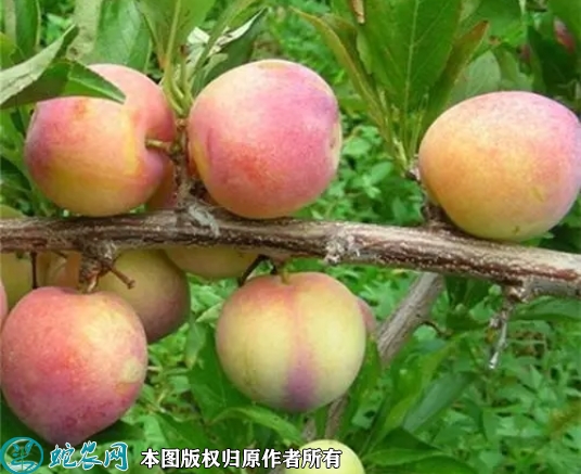 李子苗价格多少钱一株？2023年3月...