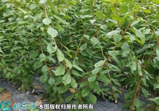 味帝李子苗价格多少钱一株？2023年...