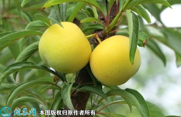 冰糖李苗价格多少钱一株？2023年3...