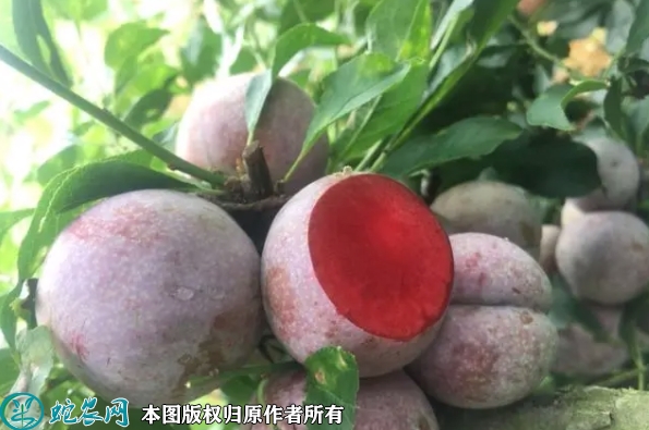 三华李苗价格多少钱一株？2023年3...