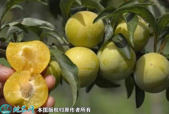 蜂糖李苗价格多少钱一株？2023年3...