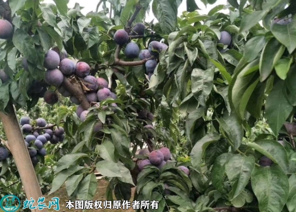 五月脆李苗价格多少钱一株？2023年...