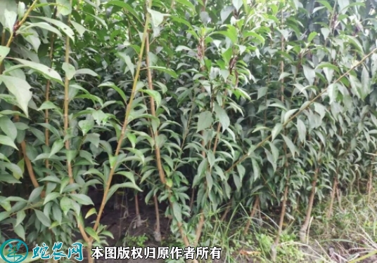 秋姬李苗价格多少钱一株？2023年3...