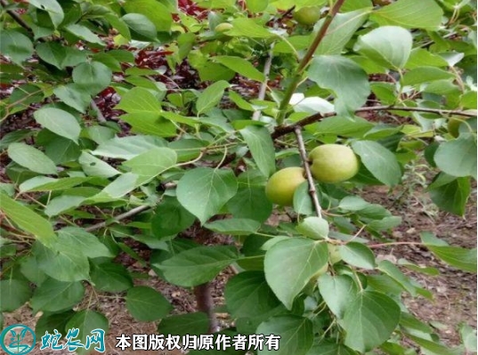 珍珠油杏苗价格多少钱一株？2023年...