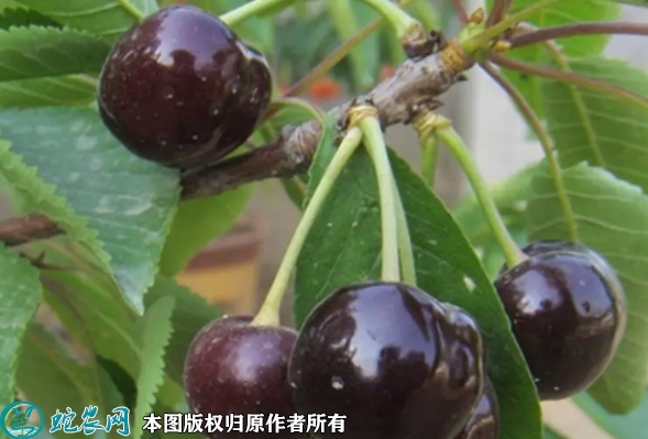 黑珍珠苗价格多少钱一株？2023年3...