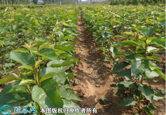 甜樱桃苗价格多少钱一株？2023年3...