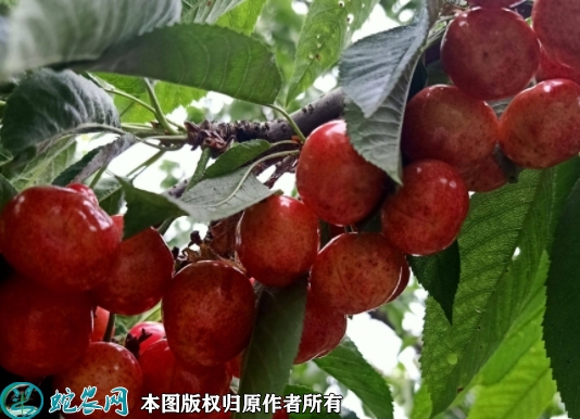 美早苗价格多少钱一株？2023年3月...