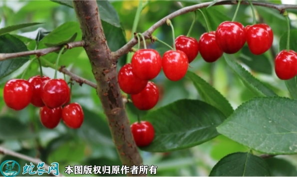 红妃樱桃苗价格多少钱一株？2023年...