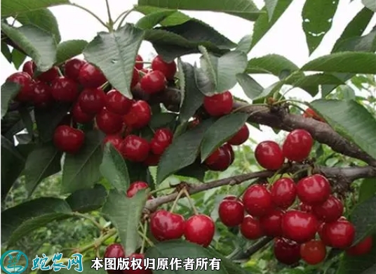 吉塞拉樱桃苗价格多少钱一株？2023...