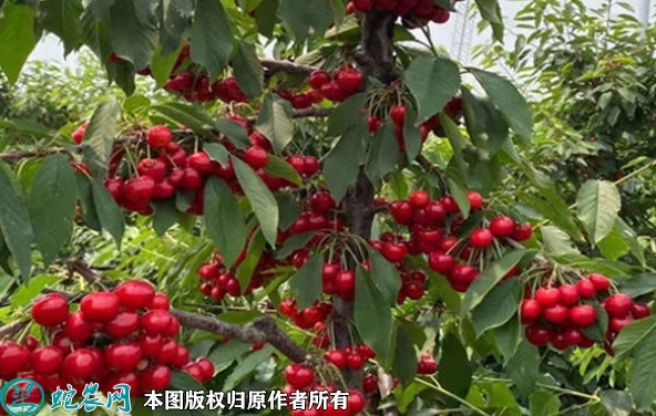 布鲁克斯樱桃苗价格多少钱一株？202...