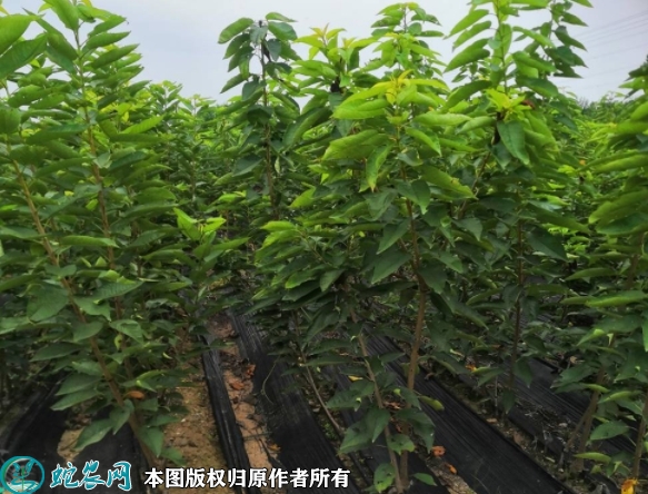 毛樱桃苗价格多少钱一株？2023年3...