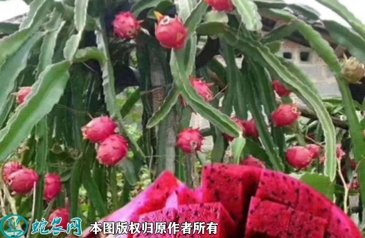 红皮红肉火龙果苗价格多少钱一株？20...