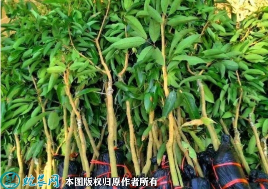 妃子笑荔枝苗价格多少钱一株？2023...