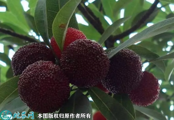 台湾黑高峰杨梅苗价格多少钱一株？20...