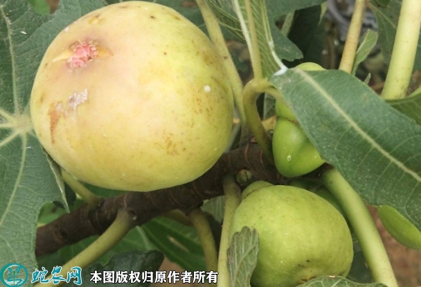 布兰瑞克无花果苗价格多少钱一株？20...