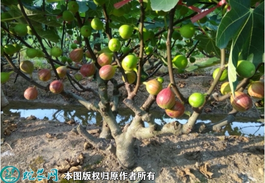 玛斯义陶芬苗价格多少钱一株？2023...