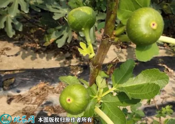 芭劳奈无花果苗价格多少钱一株？202...