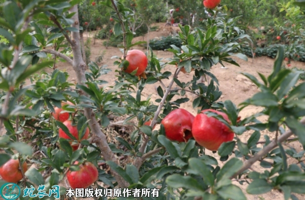 突尼斯软籽石榴苗价格多少钱一株？20...