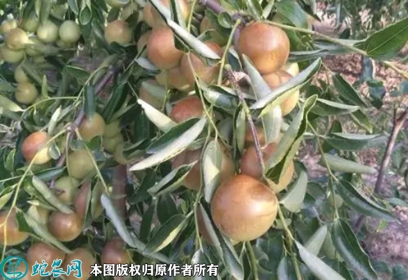 枣树苗价格多少钱一株？2023年3月...