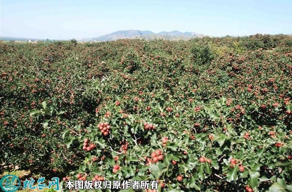 大果山楂苗价格多少钱一株？2023年...
