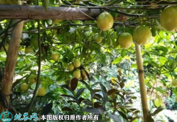 台农一号百香果苗价格多少钱一株？20...