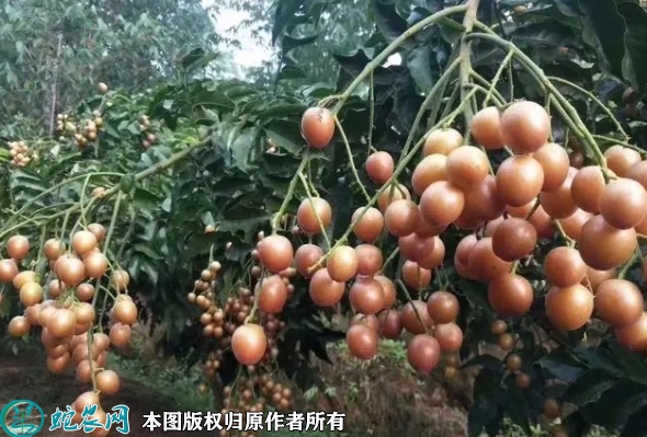 黑黄皮果苗价格多少钱一株？2023年...