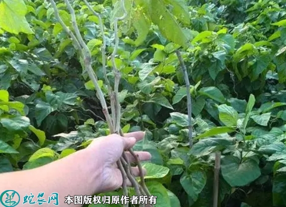 桑树苗价格多少钱一株？2023年3月...