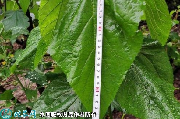 大叶桑苗价格多少钱一株？2023年3...