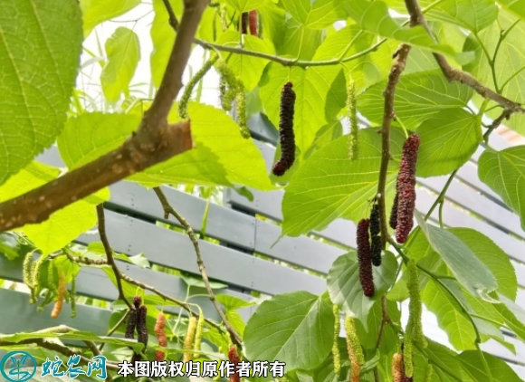 长果桑苗价格多少钱一株？2023年3...