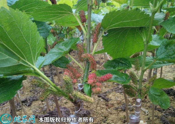 无籽大十果桑苗价格多少钱一株？202...