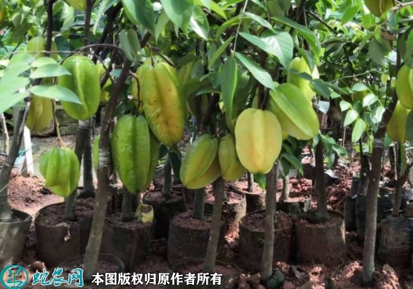 杨桃苗价格多少钱一株？2023年3月...