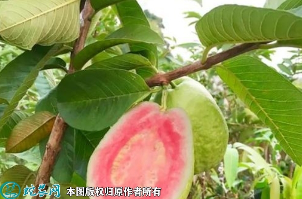 番石榴苗价格多少钱一株？2023年3...